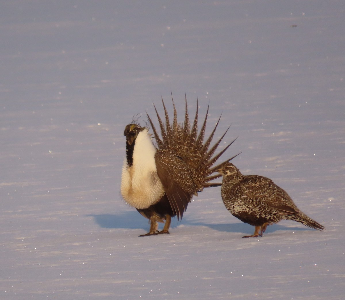 Greater Sage-Grouse - ML568722771