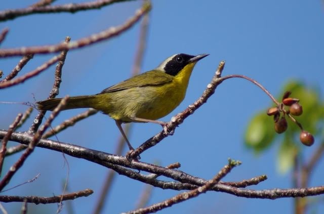 Bahama Yellowthroat - birdclub newprovidence