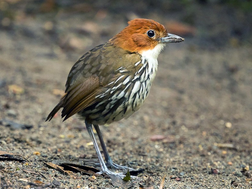 Grallaria ruficapilla