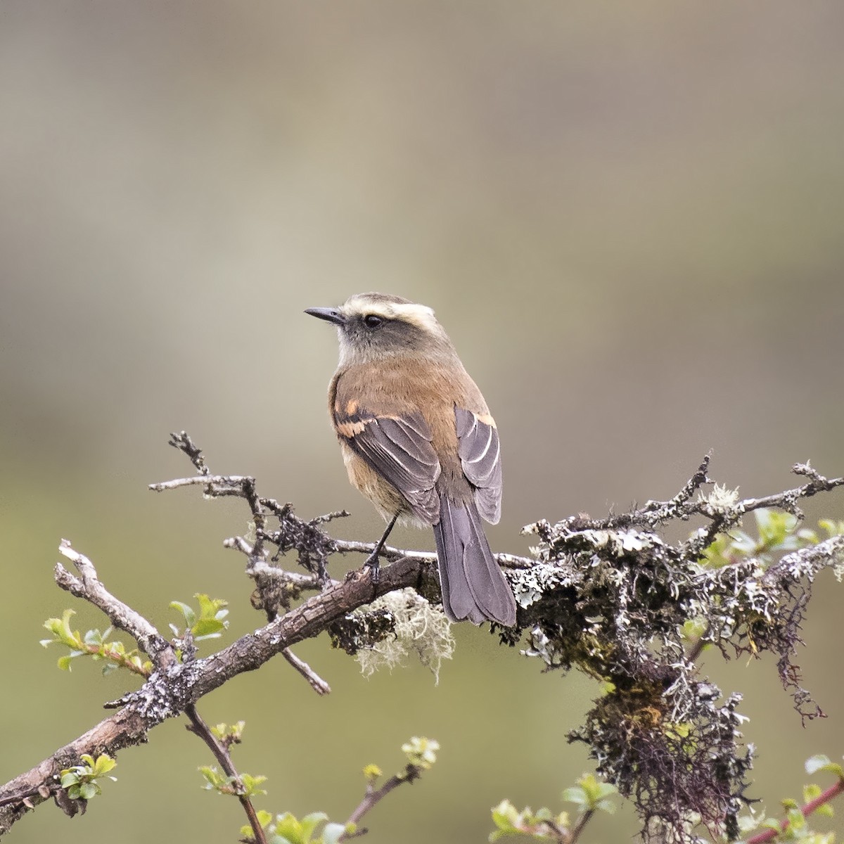 Brown-backed Chat-Tyrant - Peter Hawrylyshyn