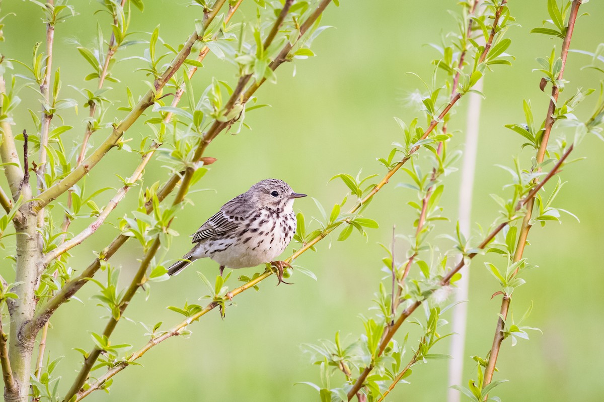 Meadow Pipit - ML568745231