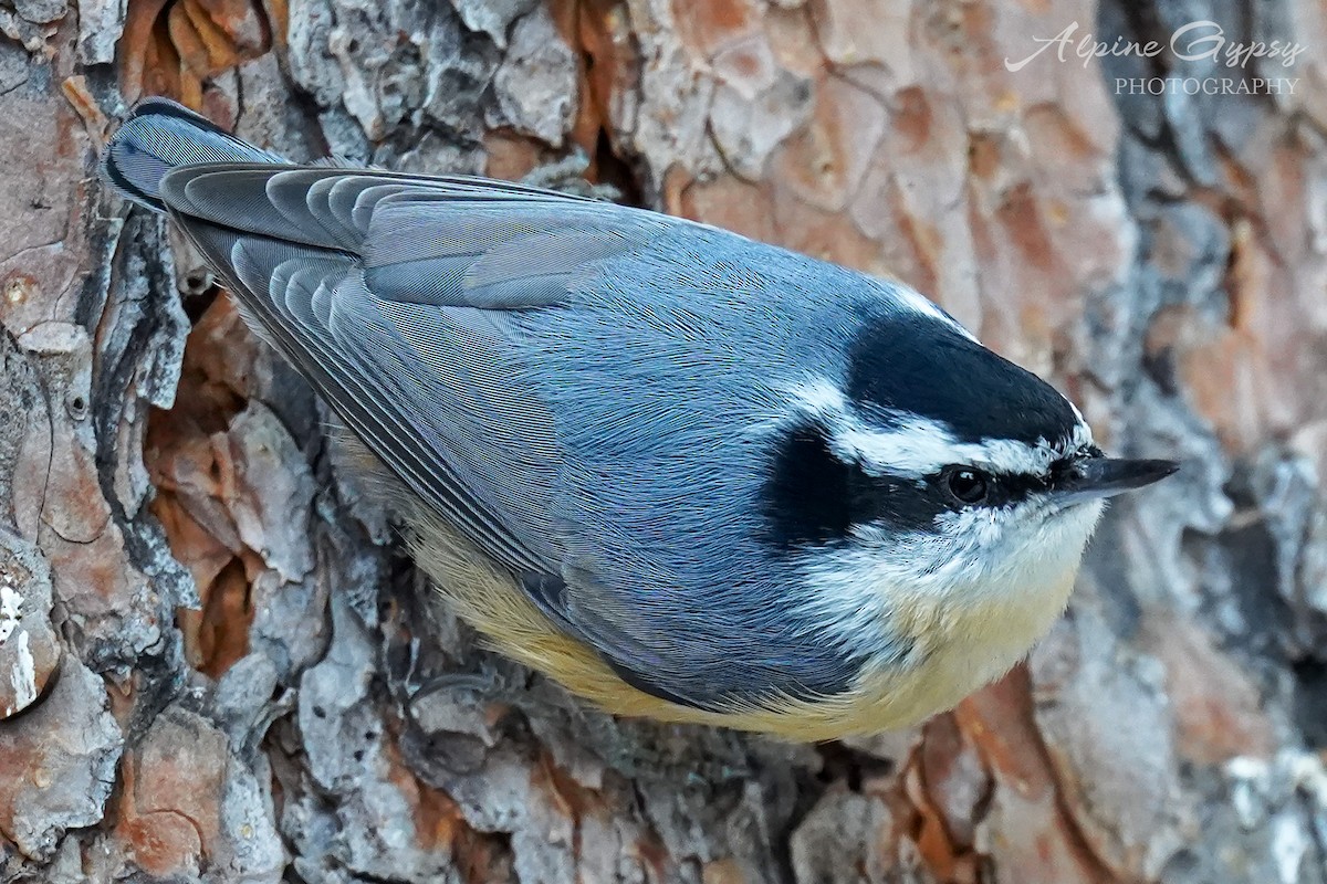 Red-breasted Nuthatch - ML568745431