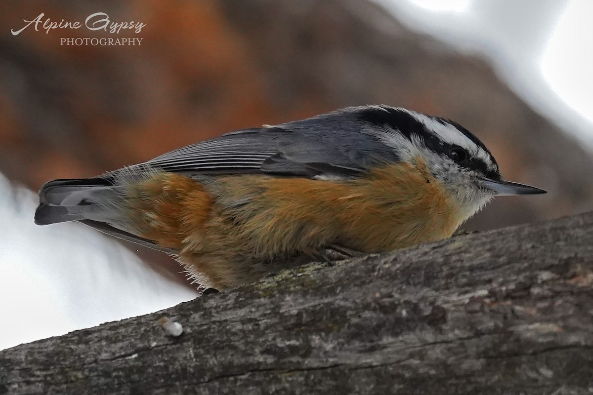 Red-breasted Nuthatch - ML568745461