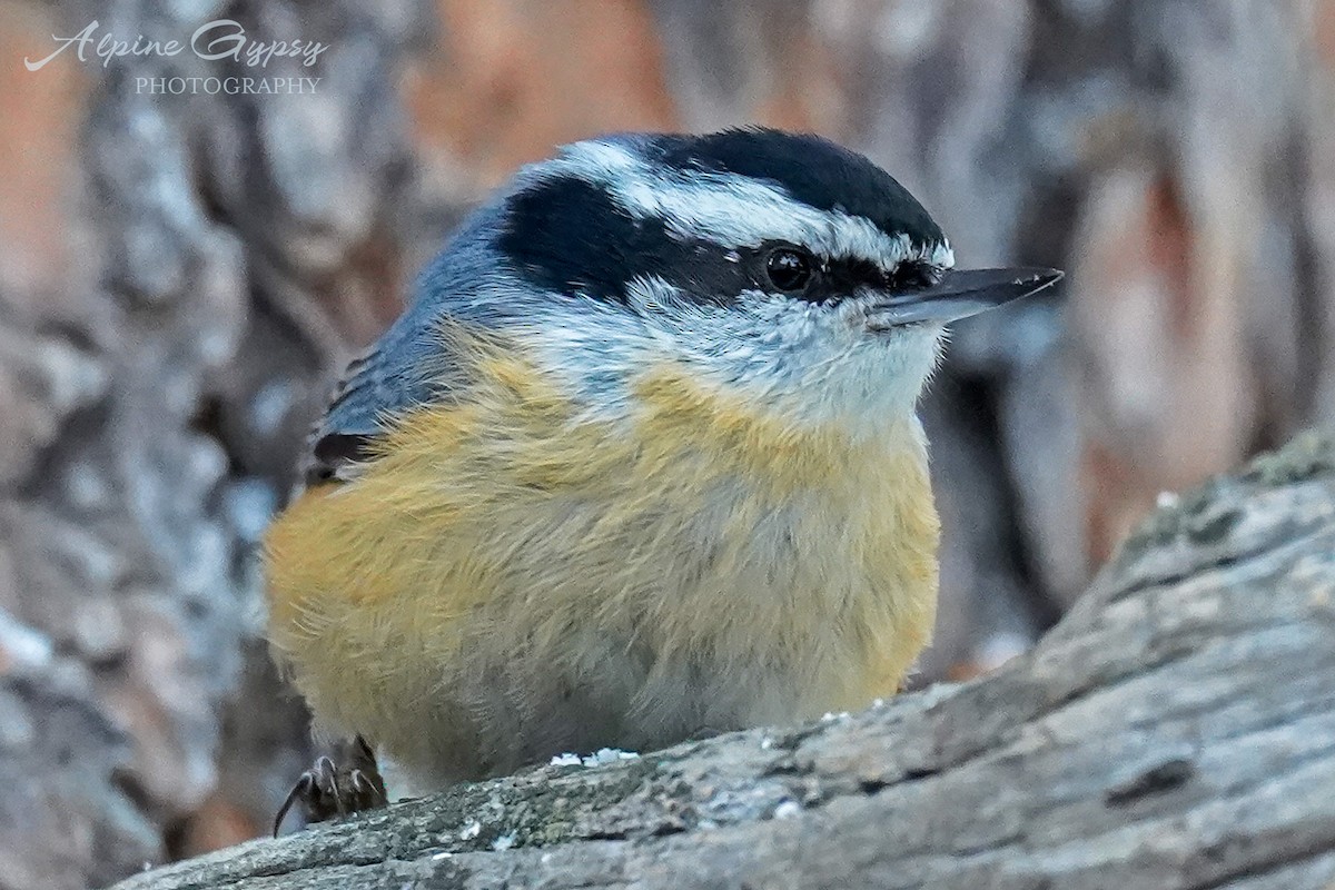 Red-breasted Nuthatch - ML568745531
