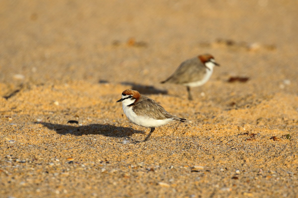 Red-capped Plover - ML568746311