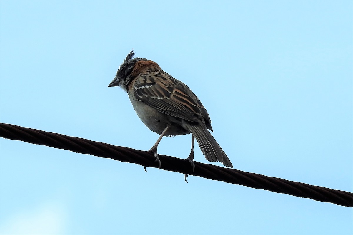 Rufous-collared Sparrow - Carmen Álvarez Montalbán