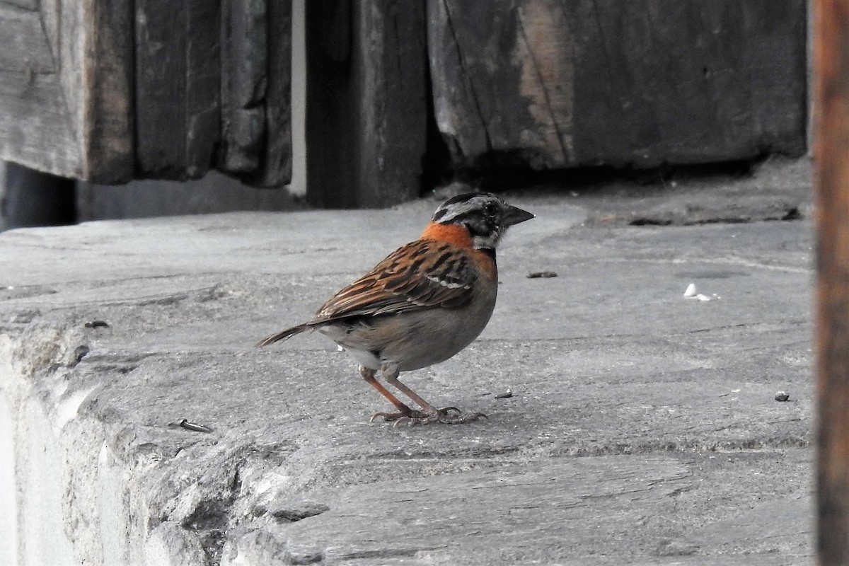 Rufous-collared Sparrow - ML568747951