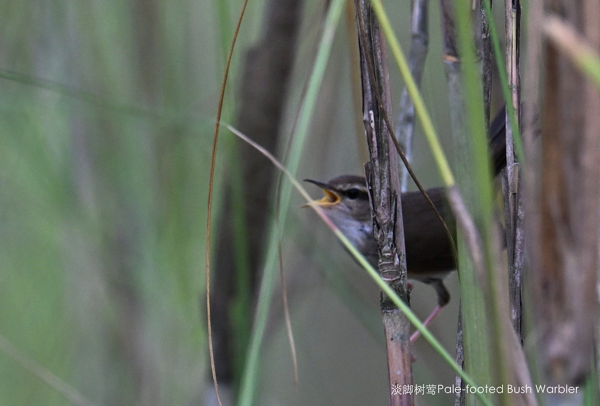 Pale-footed Bush Warbler - Qiang Zeng