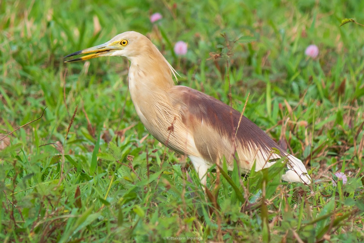 Indian Pond-Heron - Kittakorn Inpang