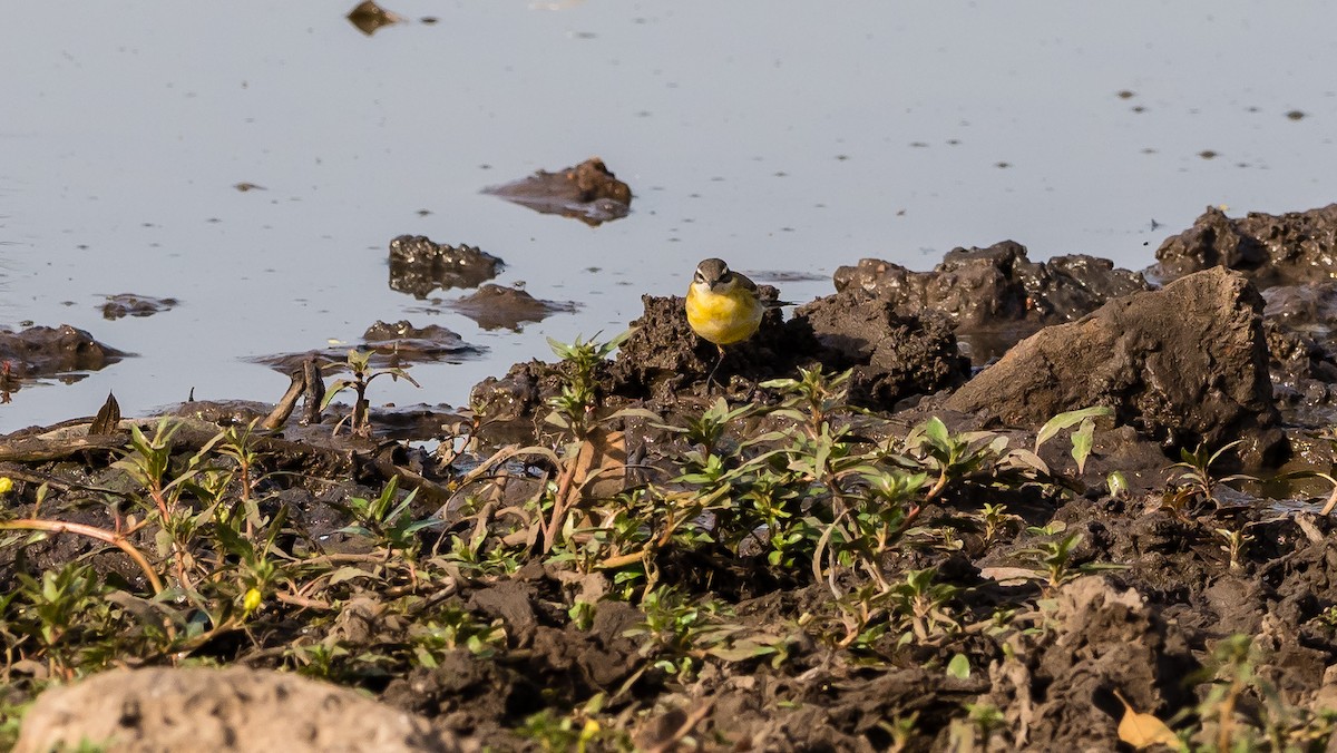 Western Yellow Wagtail - Marc Junio