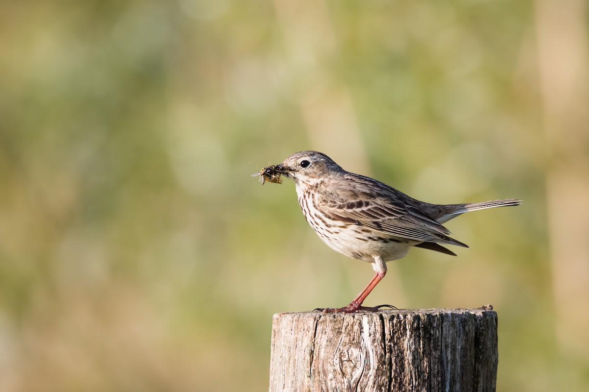 Meadow Pipit - ML568753711