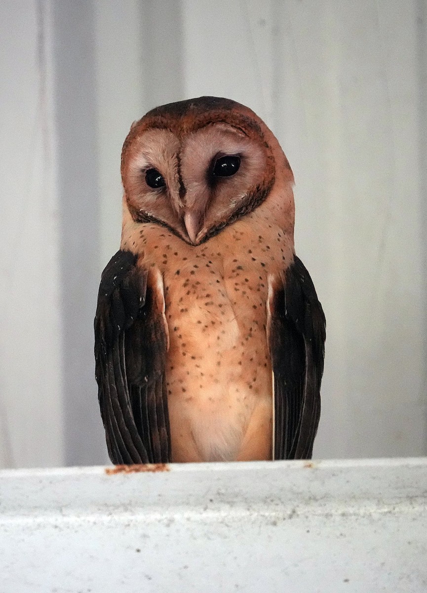 Barn Owl - Phillip Davis