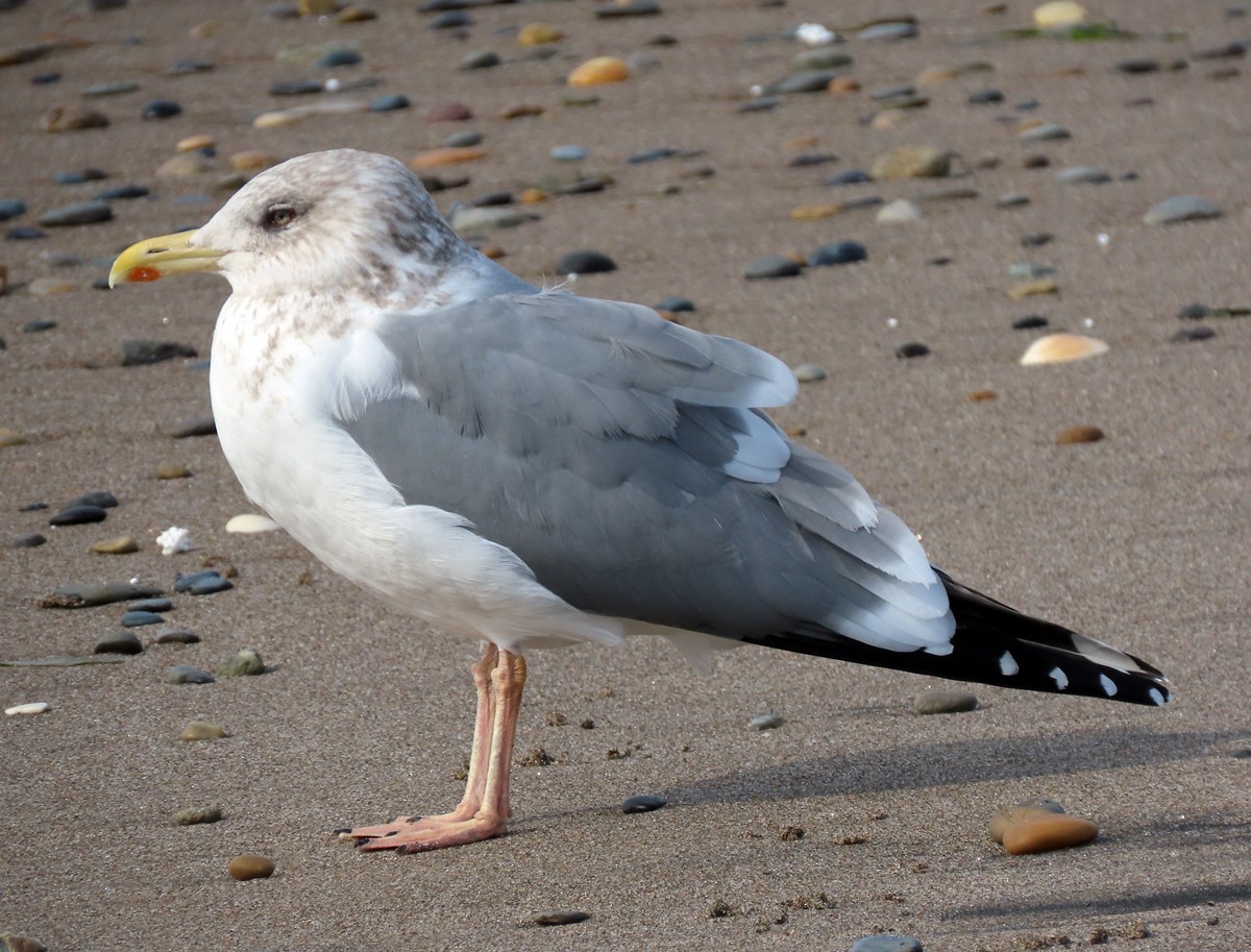 Lesser Black-backed Gull (taimyrensis) - ML568755301