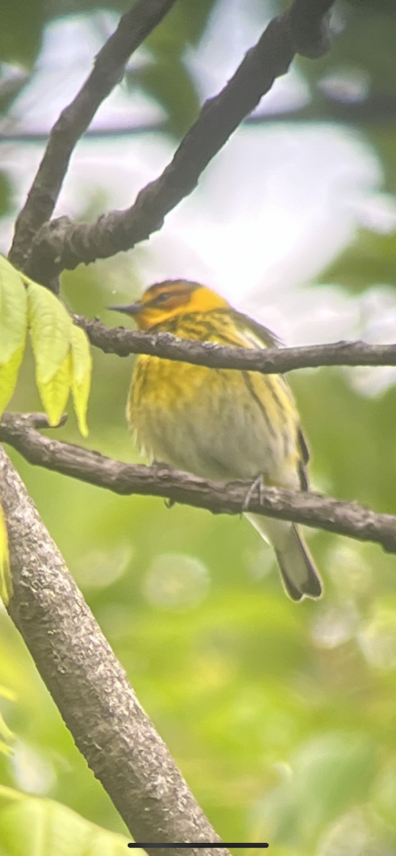 Cape May Warbler - ML568756971