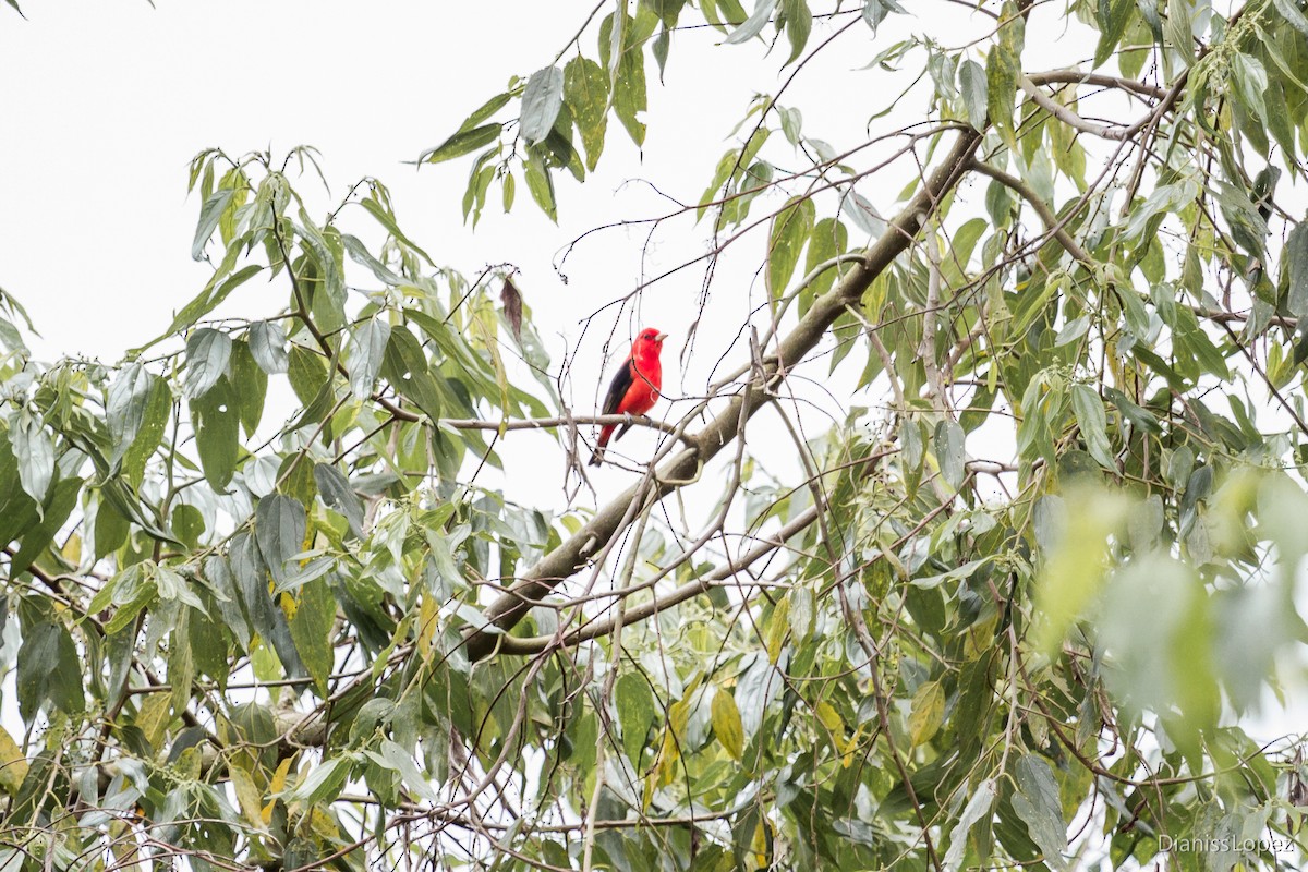 Scarlet Tanager - ML568759481