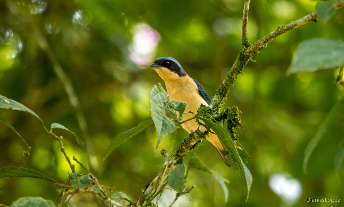 Fawn-breasted Tanager - ML568760031