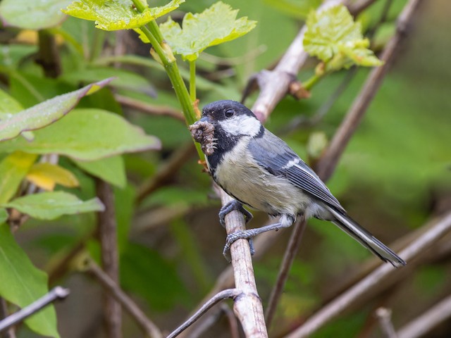 Feeding on insect larvae. - Great Tit (Great) - 