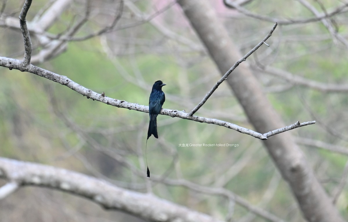 Greater Racket-tailed Drongo - ML568767031