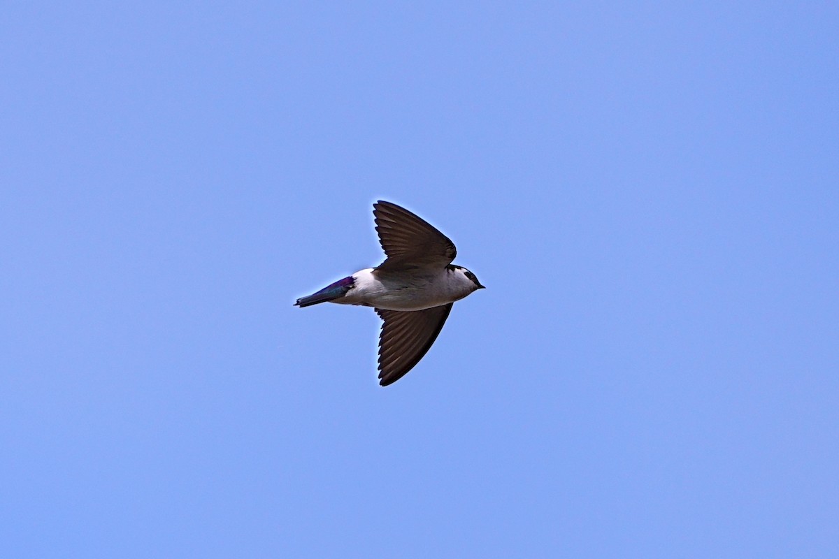 Violet-green Swallow - ML568773551