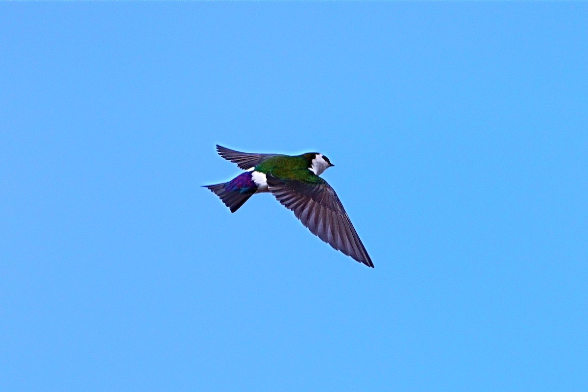 Violet-green Swallow - ML568773561