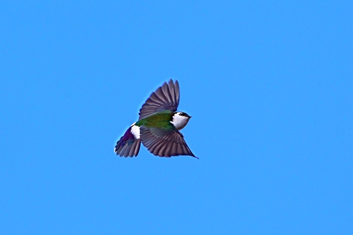 Violet-green Swallow - Mark Teng-Hung LIN