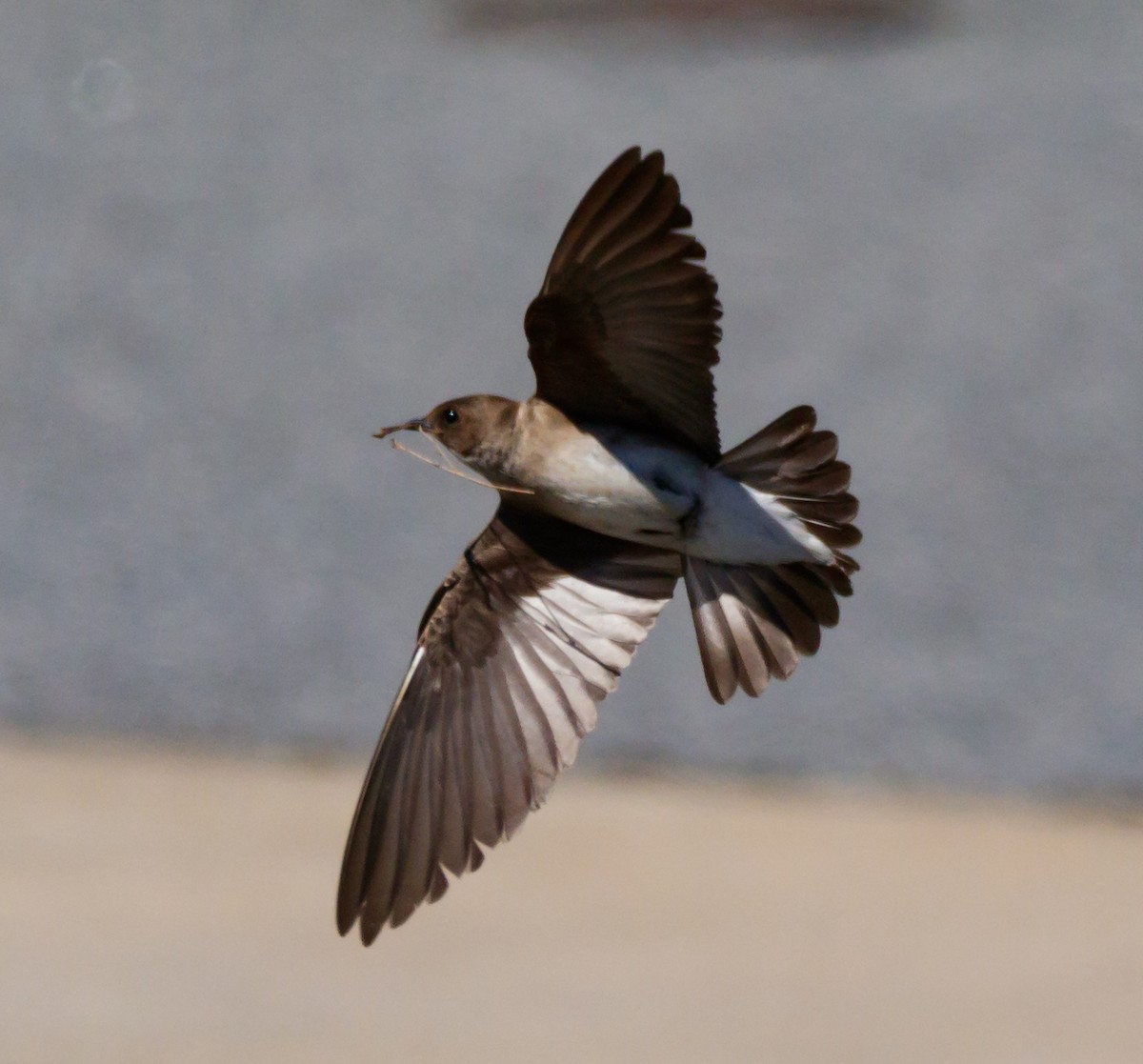 Northern Rough-winged Swallow - Peter Quadarella