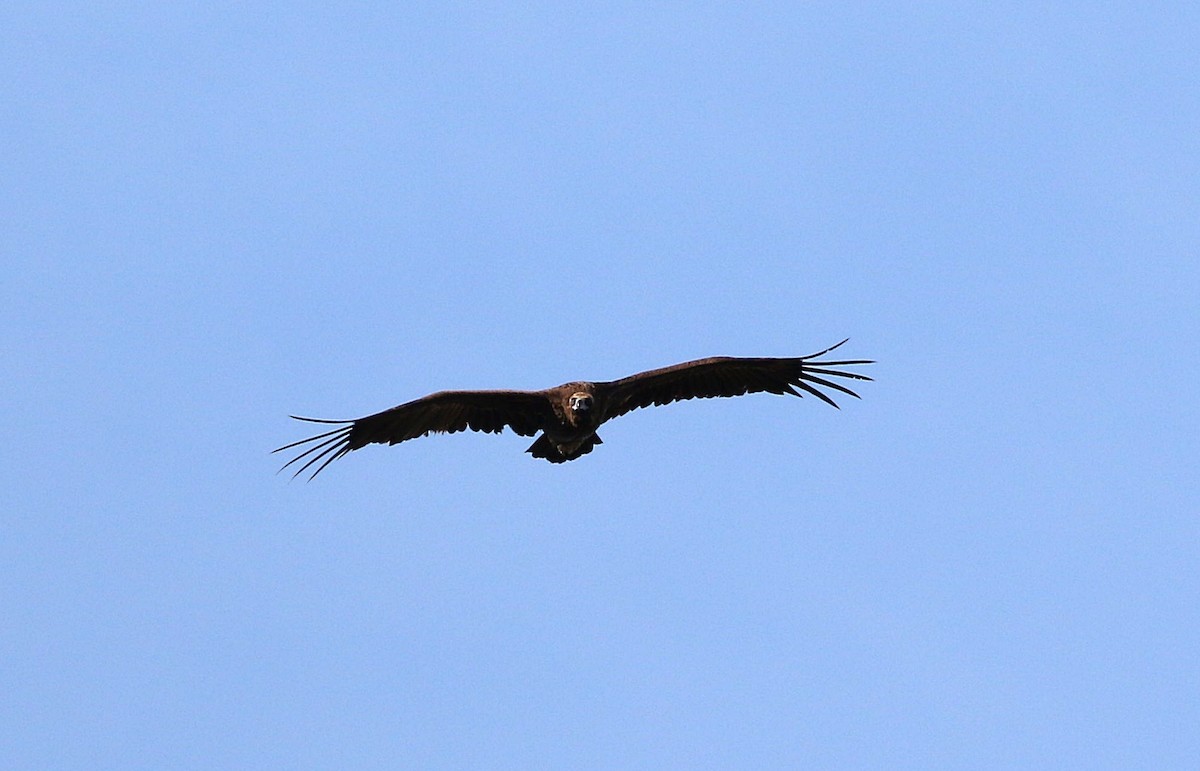 Cinereous Vulture - ML568777351