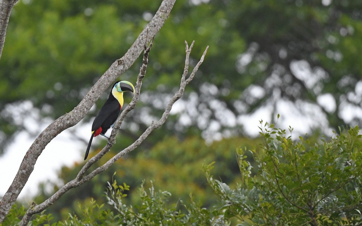 Channel-billed Toucan (Citron-throated) - ML568779511