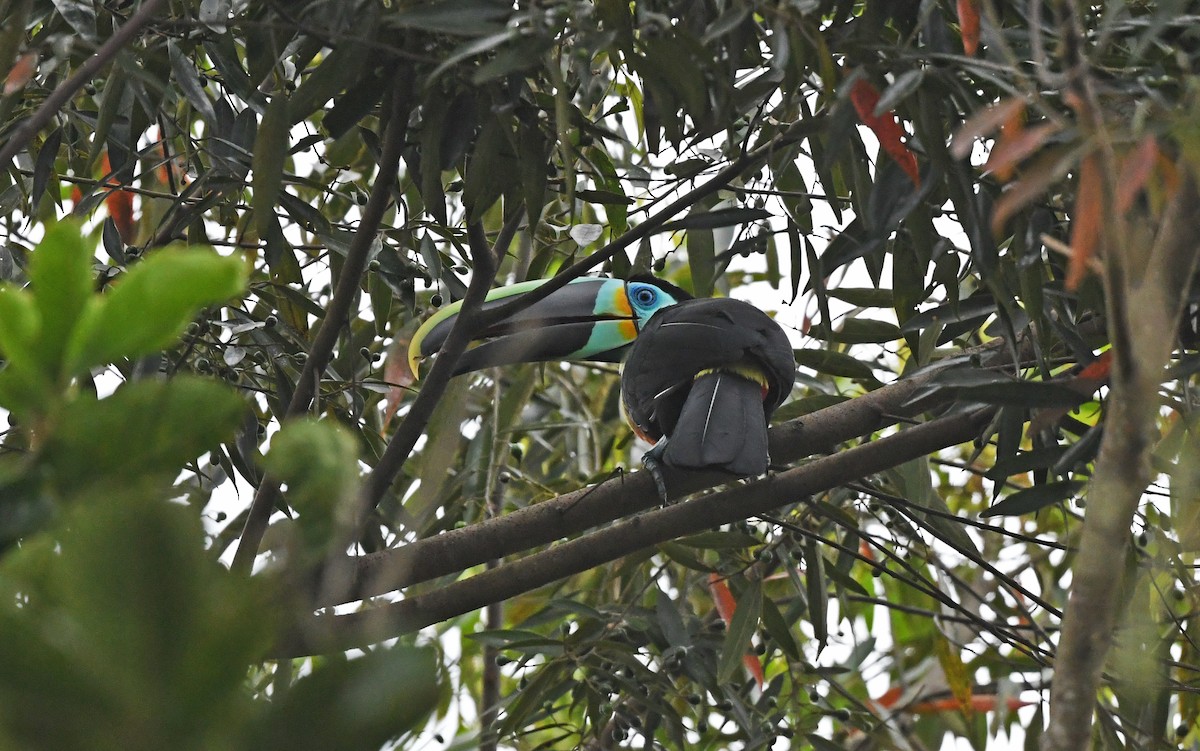 Channel-billed Toucan (Citron-throated) - ML568779521
