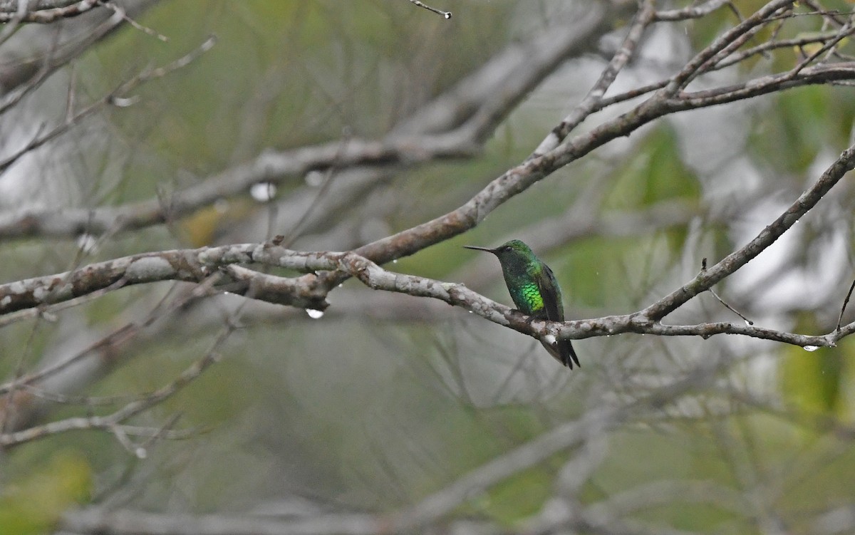 Shining-green Hummingbird - Christoph Moning