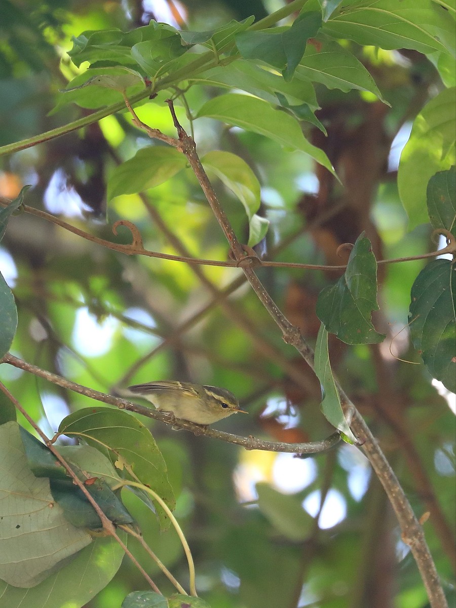 Davison's Leaf Warbler - ML568781291