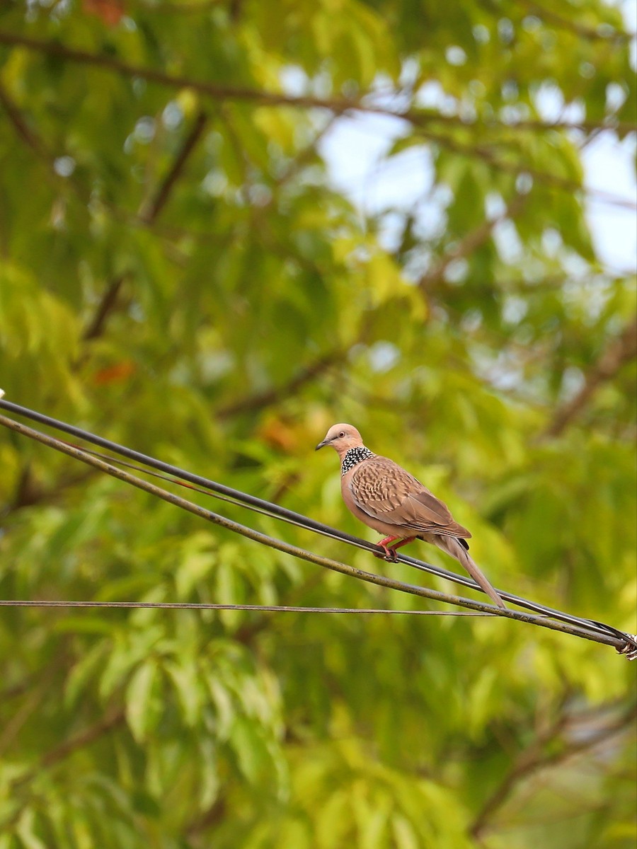 Spotted Dove - ML568781521