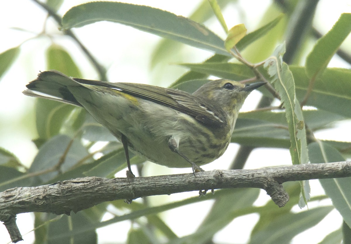 Cape May Warbler - ML568783381