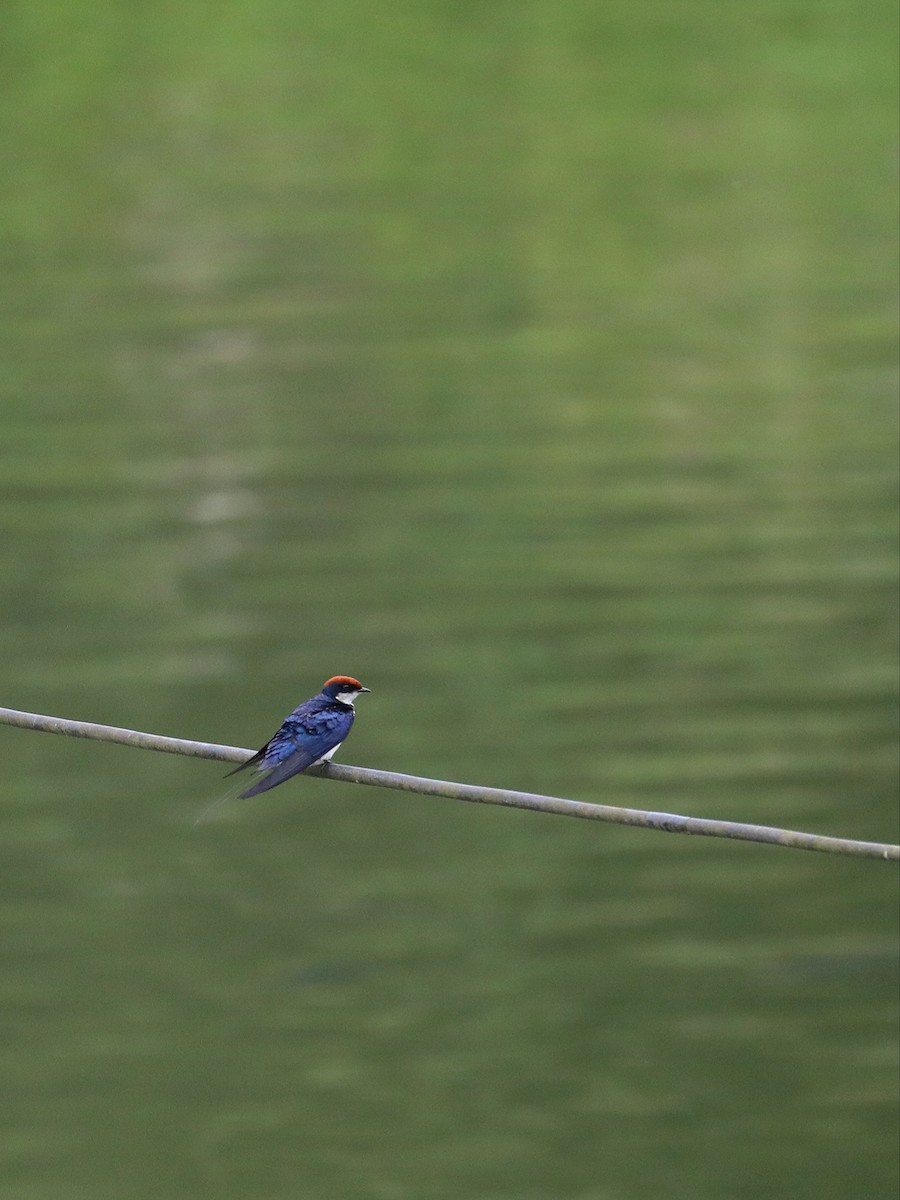 Wire-tailed Swallow - ML568784411