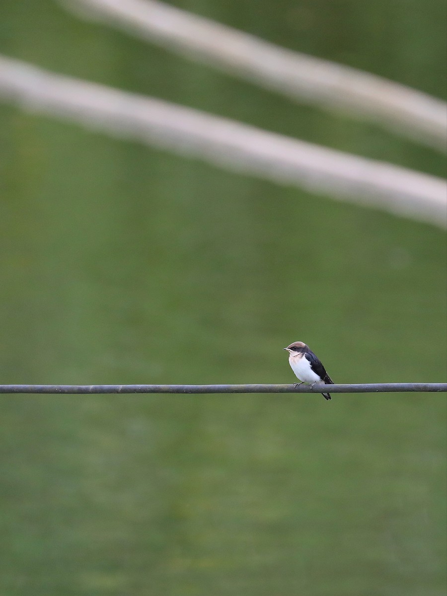 Wire-tailed Swallow - ML568784461