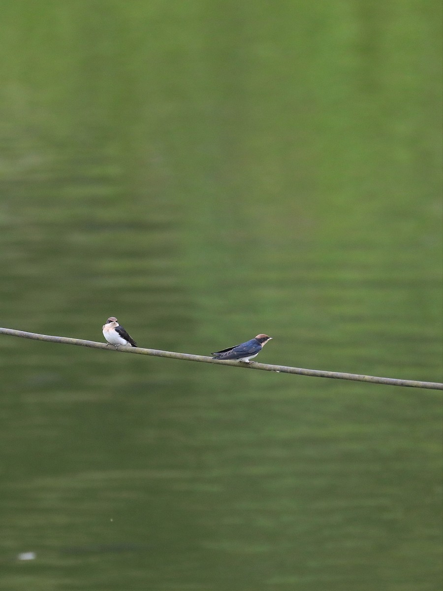 Wire-tailed Swallow - ML568784471