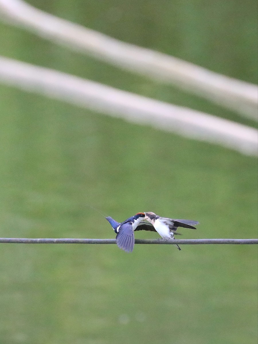 Wire-tailed Swallow - ML568784481