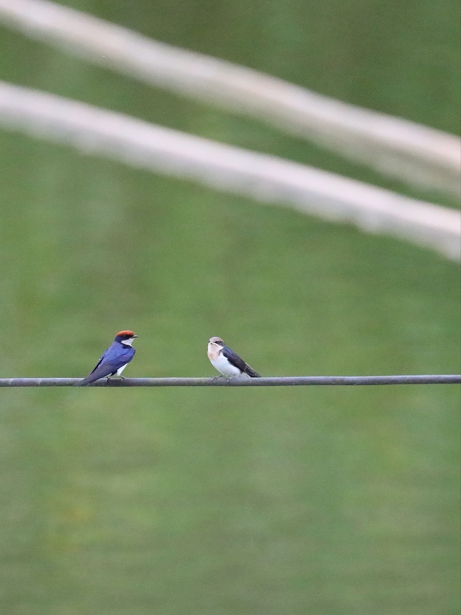 Wire-tailed Swallow - ML568784491