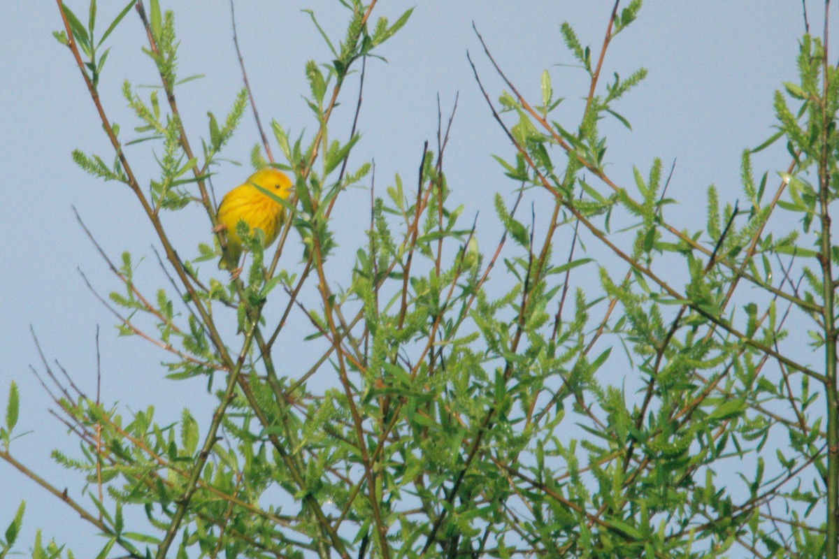Yellow Warbler - ML568786381