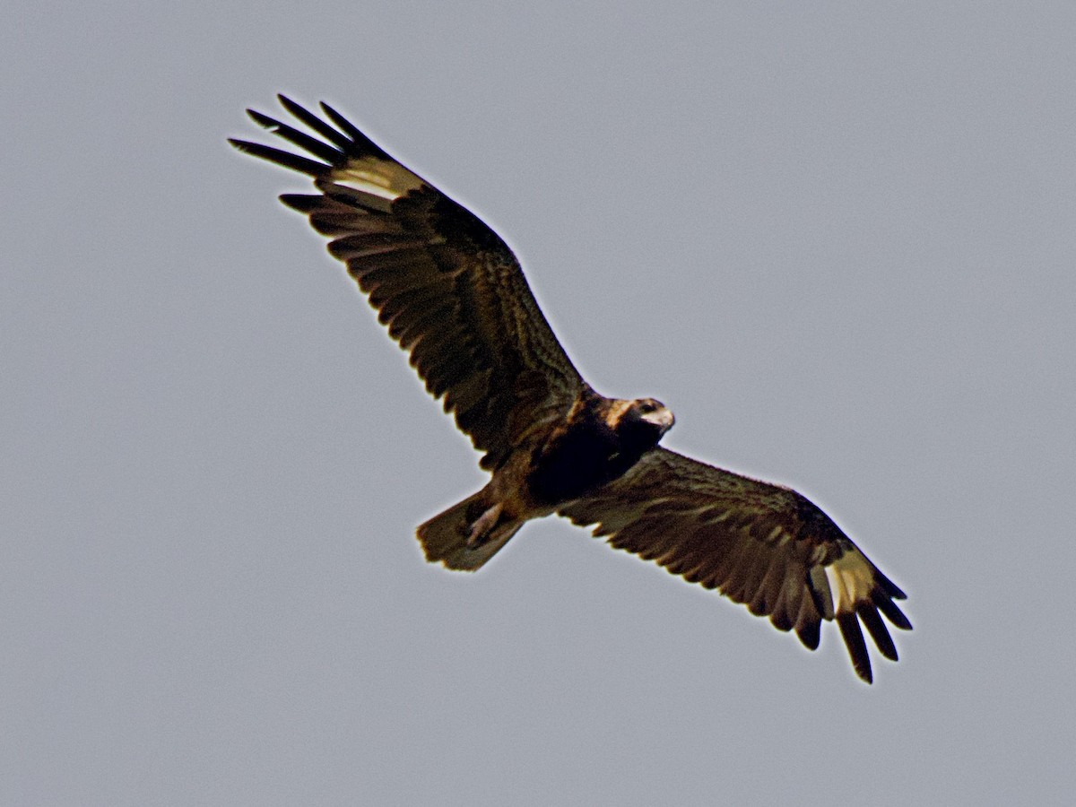 Black-breasted Kite - ML568787341