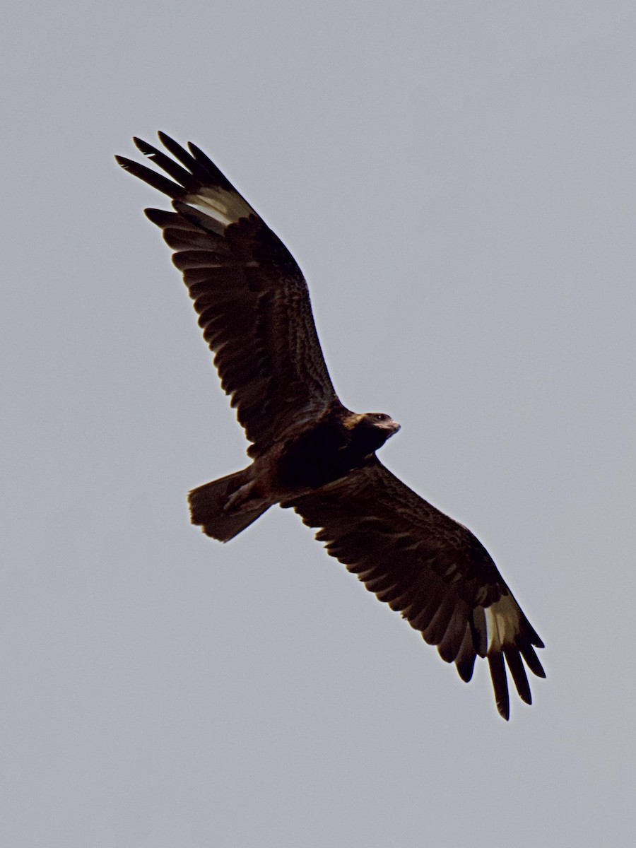 Black-breasted Kite - Rob Worona