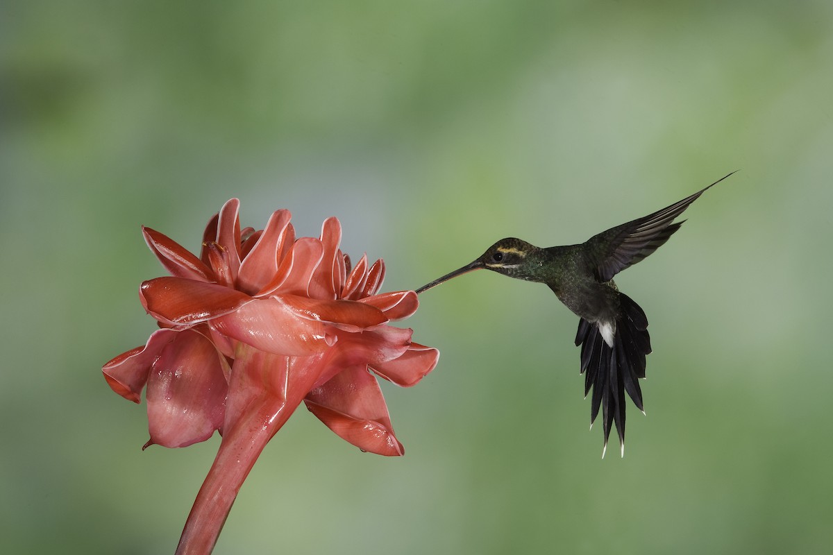 kolibřík bělovousý - ML56879101