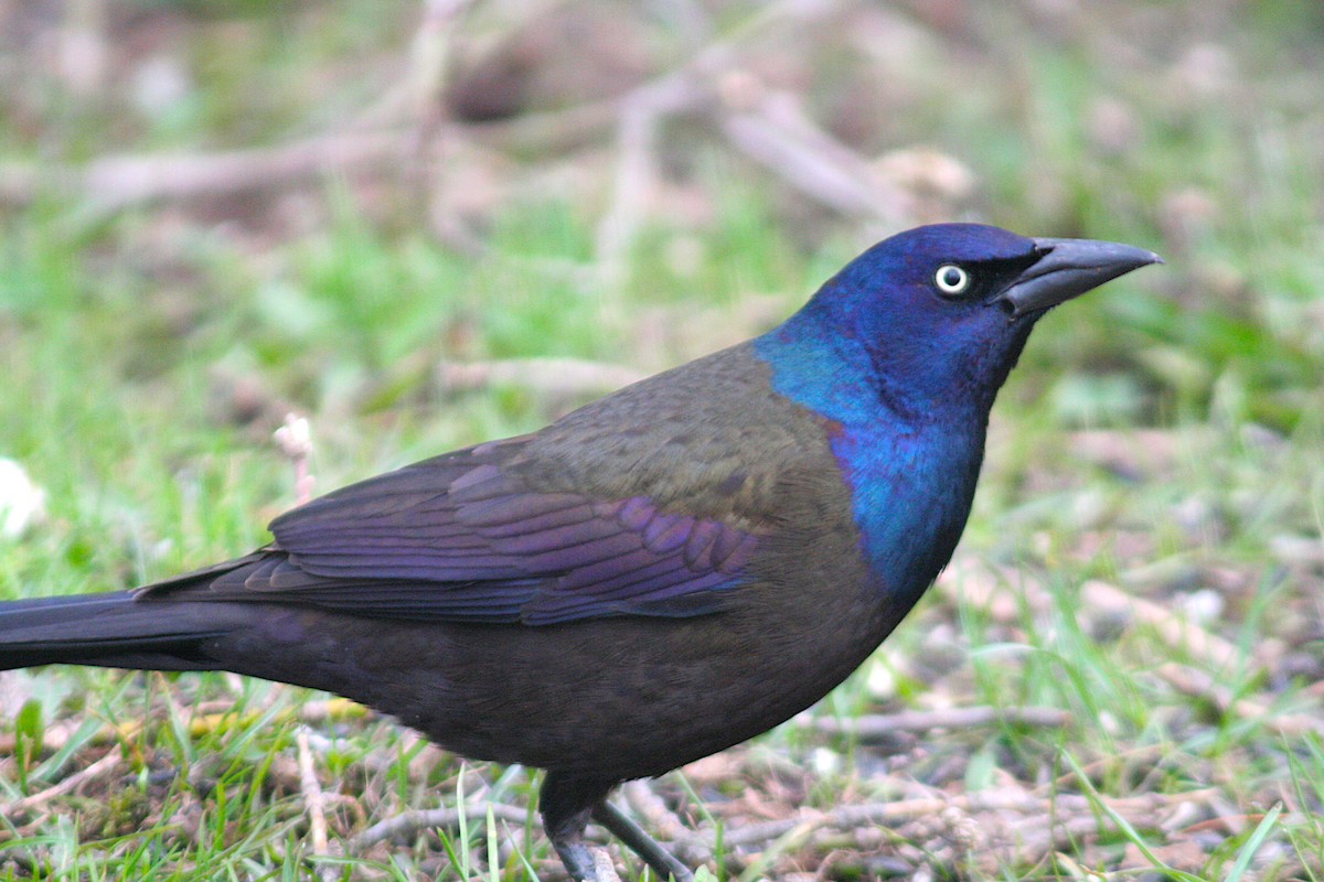 Common Grackle - Charlie Anich