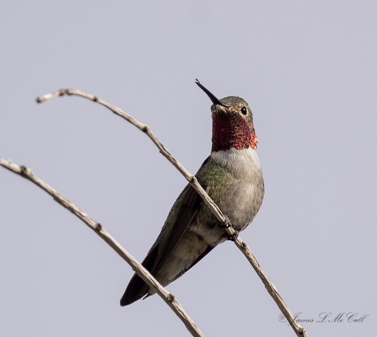 Broad-tailed Hummingbird - ML568792111
