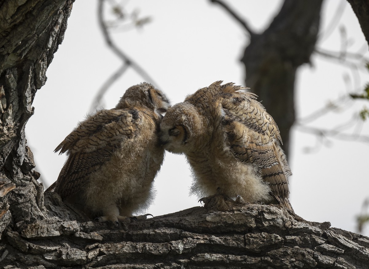 Great Horned Owl - ML568792381