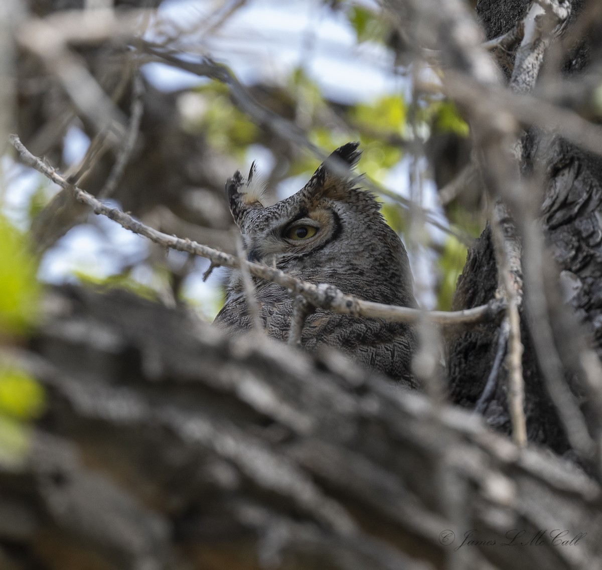 Great Horned Owl - ML568792411