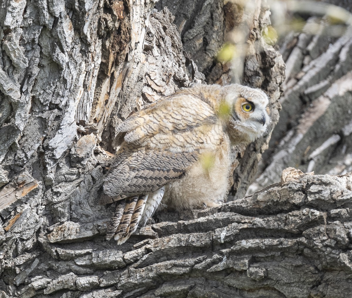 Great Horned Owl - ML568792421