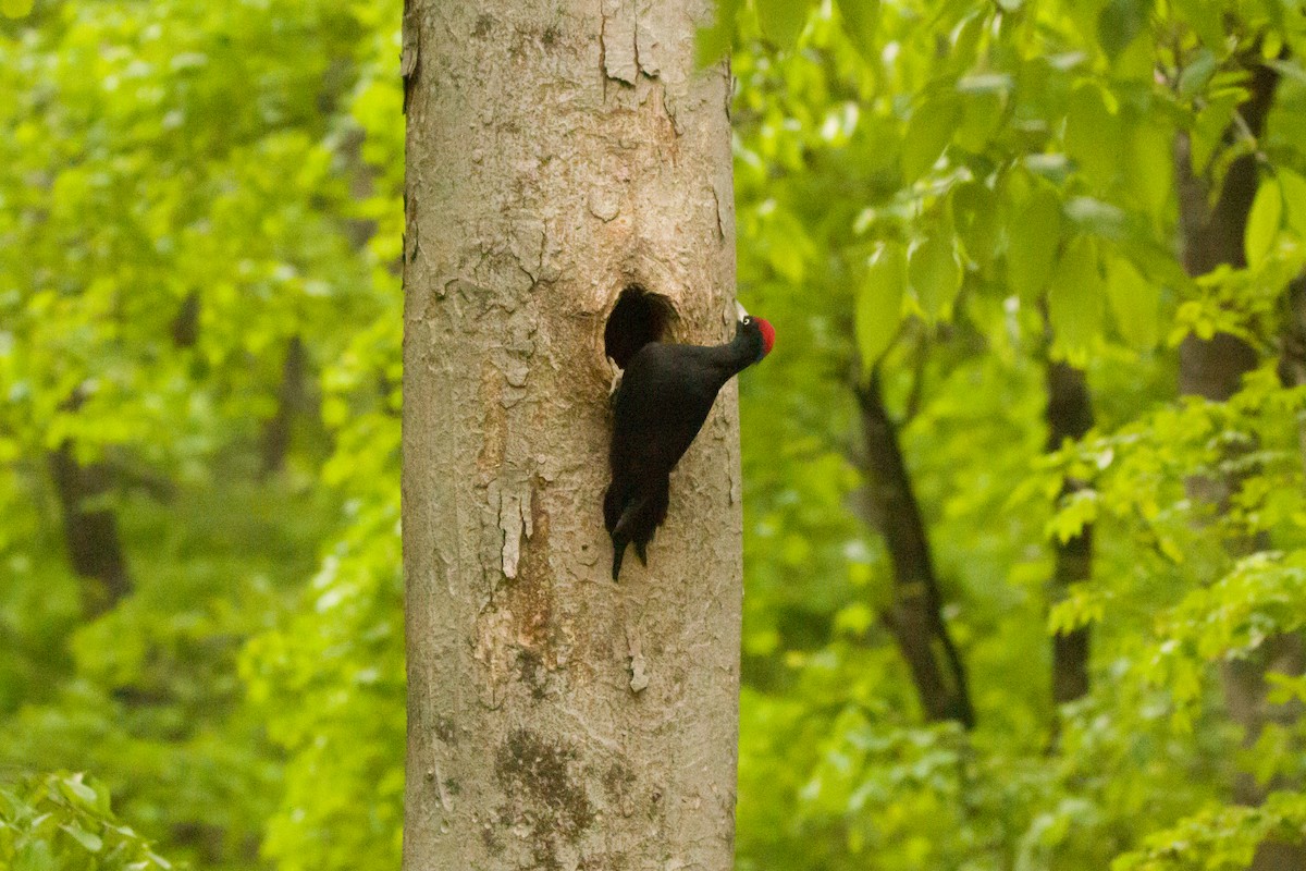Black Woodpecker - ML568795461