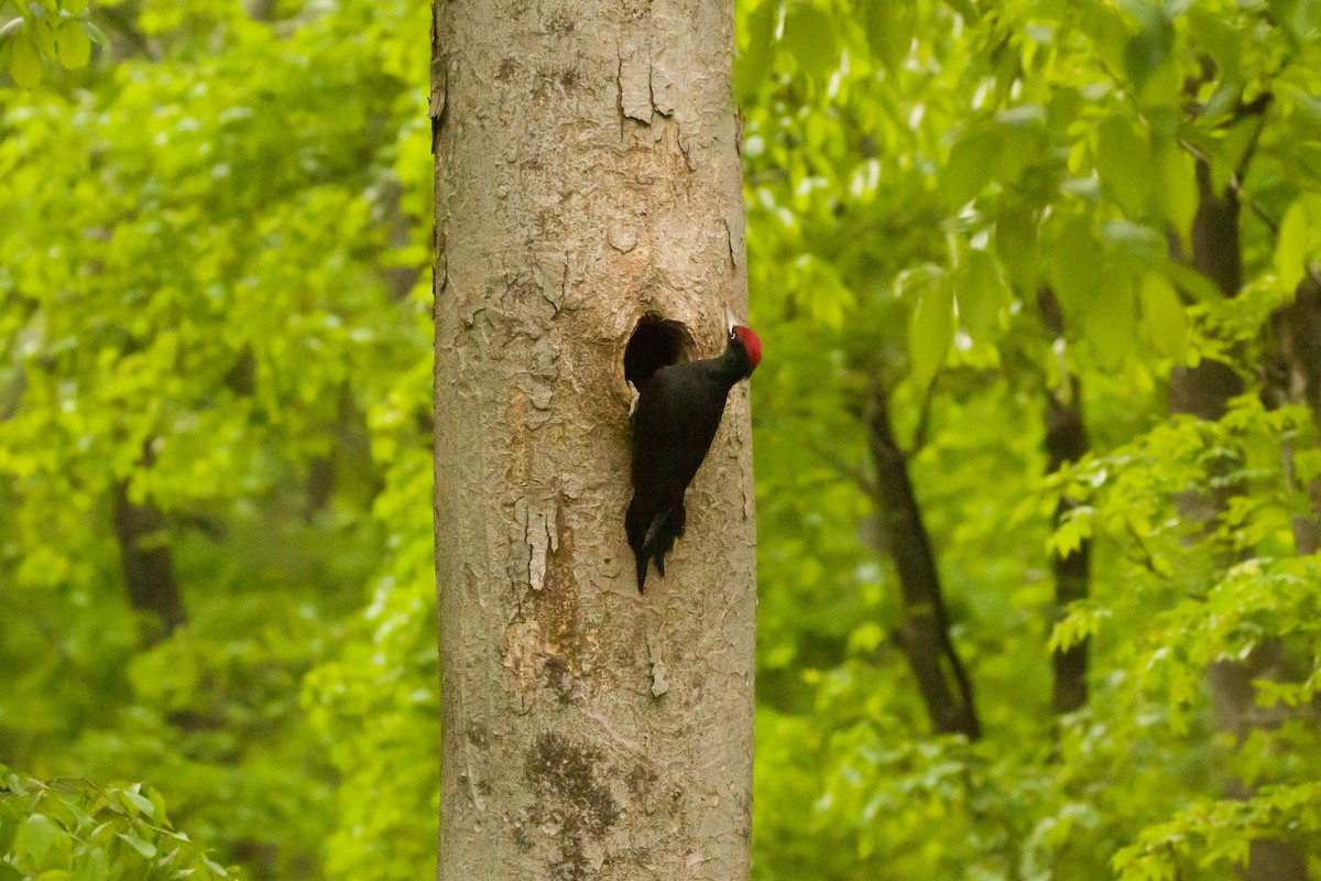 Black Woodpecker - ML568795511