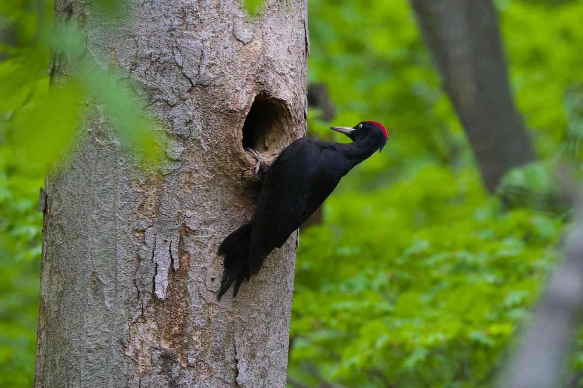 Black Woodpecker - ML568795751